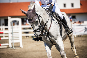Dressage of white horse. Equestrian show jumping with unrecognizable male jockey. Sport animal competition