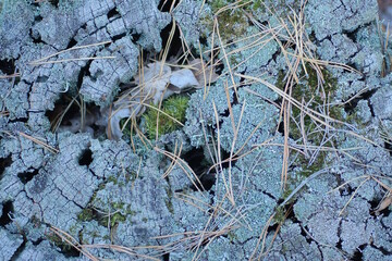 blue green vegetable natural texture of moss on a wooden old stump in nature