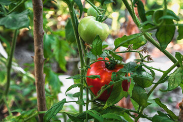 Close-up of a tomato hanging on a bush on a sunny day. Tomatoes. Ripe red tomatoes on the...