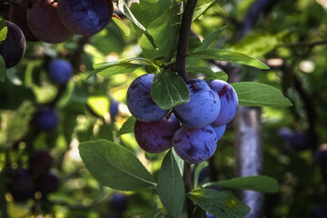 Fresh organic fruit with green leaves on a branch of a plum tree in the orchard. Plum on a tree branch close-up in a summer garden. Shallow depth of field. Ripe plums on a tree in the garden. 