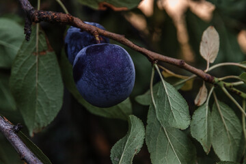 Fresh organic fruit with green leaves on a branch of a plum tree in the orchard. Ripe plums on a...