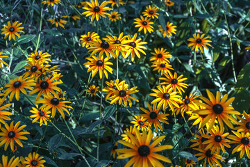 Rudbeckia with yellow flowers blooms in the garden in summer. Large flowers of red-yellow rudbeckia. Rudbeckia flowers. Yellow flowers on a blurry background. Selective focus.