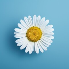 Fototapeta na wymiar One white Daisy or Chamomile flower isolated on blue background, top view