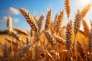 Golden Horizon Generative AI Captures Closeup Image of Wheat Field at Sunrise