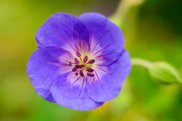 blue and yellow flower