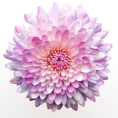 One Aster flower isolated on white background, top view. Floral flowers pattern.