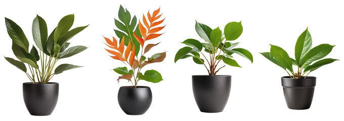 Collection of Various plants in pots with transparent background. Generative with AI