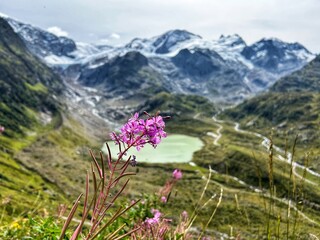 flowers in the alps mountains