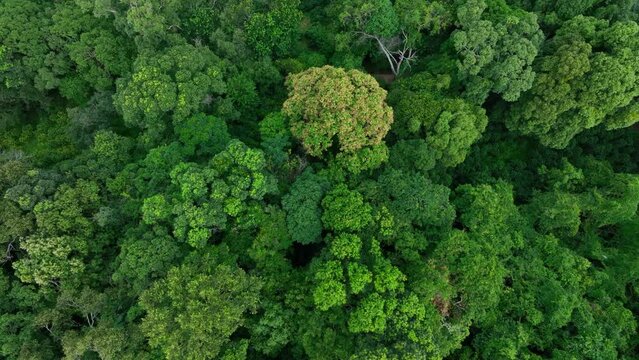 Aerial top view of green summer forest and trees forest. Abstract texture and background of green trees forest. Natural scenery tropical green forest. Ecosystem and healthy environment.Nature concept.