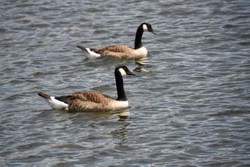 2 Weißwangengänse schwimmen auf dem Wasser