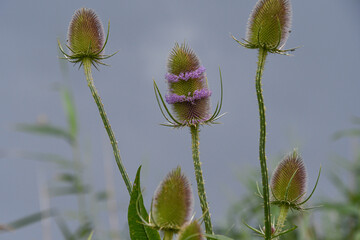 Distel mit lila Blüten