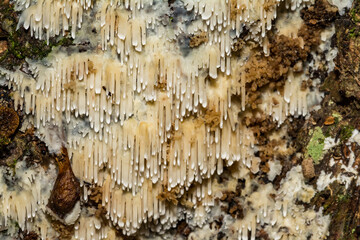 Asian Beauty- Radulodon copelandii