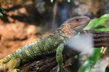 Northern caiman lizard