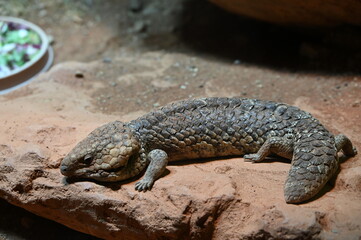 Blue tongued Skink
