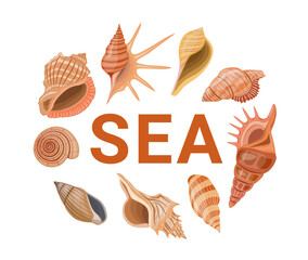 Vector cartoon banner template for sea theme of colorful seashells on white background.