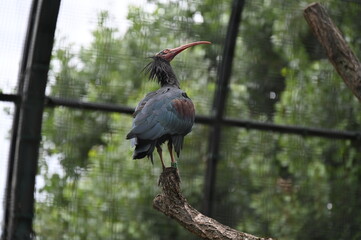 bald ibis