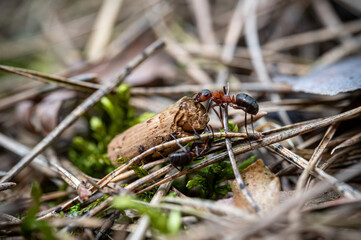 Ants at work in Nemunas regional park.