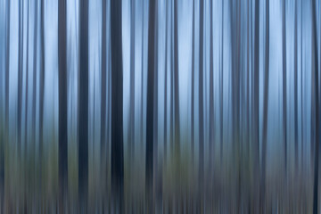 Abstract blurred background of tree trunks in a misty forest