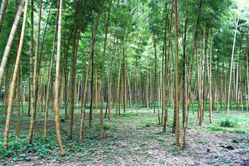 金明孟宗竹の林