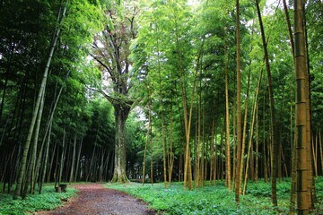 大ケヤキと金明孟宗竹の風景