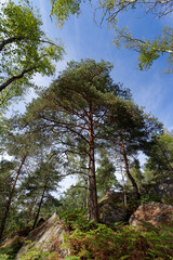 Rocky chaos in the Apremont gorges