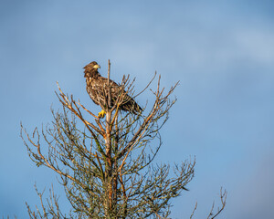 Eagle in the tree