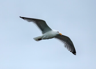 Great Black-backed Gull soaring over Roanoke Sound