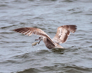 Young Herring Gull catches a Crab