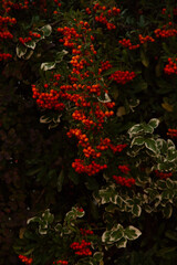 red and green leaves