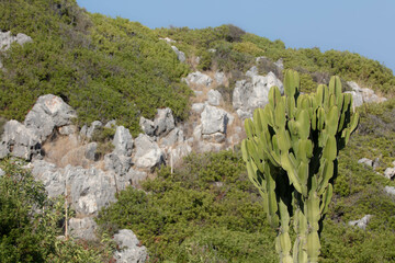 Kefalonia Countryside View with Cactus