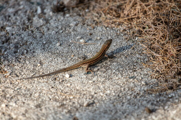 A Lizard on a Hot Day