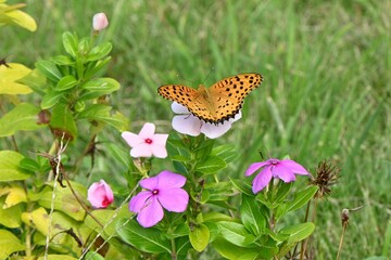 An Argyreus hyperbius. Lepidoptera Nymphalidae male butterfly. This butterfly can be seen in familiar places such as grasslands, and the male has a black border on the outer edge of its hind wings.