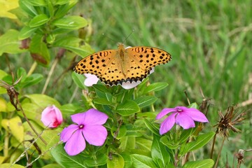 An Argyreus hyperbius. Lepidoptera Nymphalidae male butterfly. This butterfly can be seen in familiar places such as grasslands, and the male has a black border on the outer edge of its hind wings.