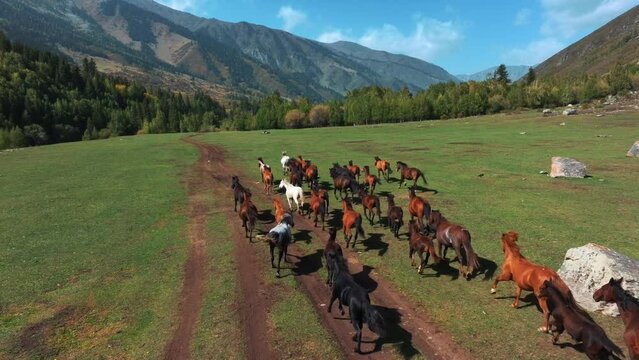 Herd of wild horses running through the meadow
