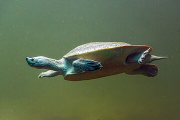 The northern river terrapin (Batagur baska) swims underwater