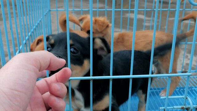 Close-up of male hand petting caged stray dogs in pet shelter. People, Animals, Volunteering And Helping Concept.