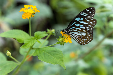 Italy. Terni. Blue Monarch butterfly on a flower.