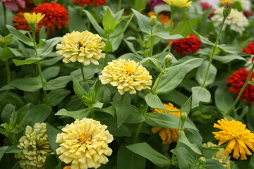 Red and White Flower, Zinnia or Hyakunichiso - 百日草 ヒャクニチソウ ジニア