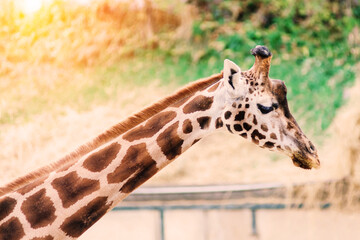 Close up portrait of giraffe camelopardalis in nature and zoo