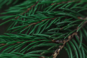 green spruce branches close-up, short needles of a coniferous tree close-up on a green background, the texture of the needles of a Christmas tree close-up