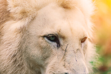 Closeup beautiful portrait of an African Lion.