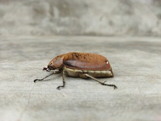 state potato beetle state potato Beetles type of scarab