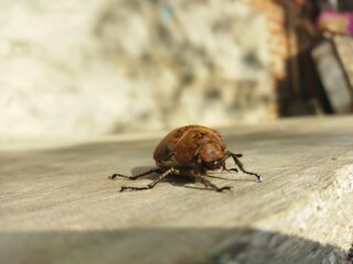 state potato beetle state potato Beetles type of scarab