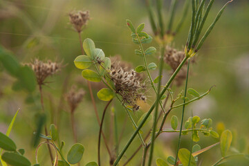 two cones on a branch