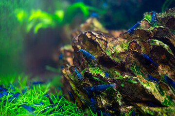 Aquarium blue dream shrimp in plant aquascape, aquascaping with driftwood and dragonstone on soil...
