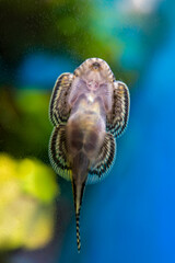 Sewellia lineolata fish in an plant aquarium