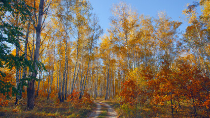 Alley in autumn golden yellow birch grove  at sunset time