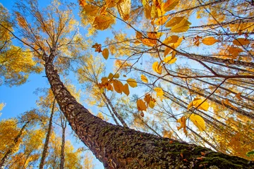 Crédence de cuisine en verre imprimé Bouleau Beautiful golden yellow  birch grove in autumn