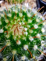 Closeup photo fresh green cactus.