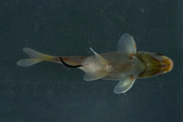 perspektive goldfisch fisch